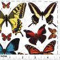 Butterflies From Photo Overglaze Decal Sheet 