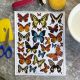 Butterflies From Photo Overglaze Decal Sheet 